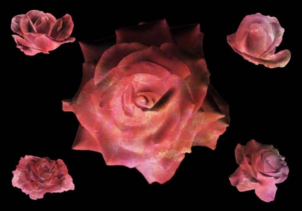 Rose Flower Brushes