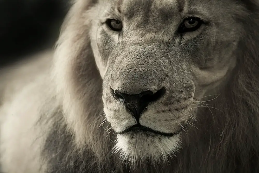 Amazing Free Monochromatic Images for Backgrounds: The Lion King
