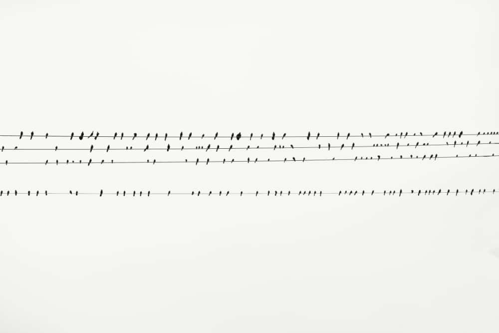 Amazing Free Monochromatic Images for Backgrounds: Birds on Wire